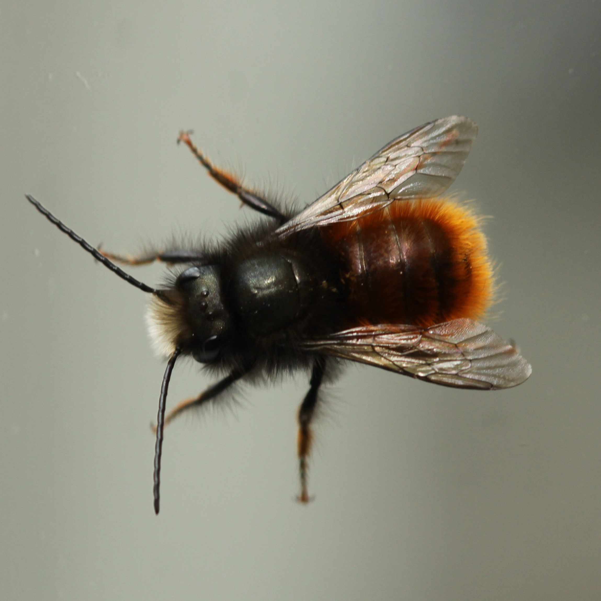 Is dit een metselbij?